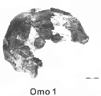 <p>Scull from the River Omo. (Click on image to view larger.)</p>